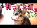 子猫保護　【マジで、でかくなってきた】　ねこ道楽　水戸道楽　水戸道楽TV