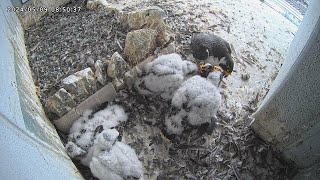 Osaka Peregrine Falcons/20240509/ 2nd feeding by Dad