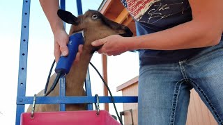 How To Shave A Dairy Goat