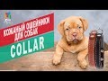 Кожаные ошейник для собак Collar | Обзор кожаные ошейник для собак Collar