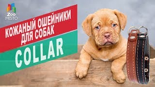 Кожаные ошейник для собак Collar | Обзор кожаные ошейник для собак Collar