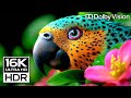 BREATHTAKING 16K Video - Dolby Vision 16K HDR 120 FPS (8K/4K TV)