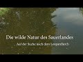 Auf der Suche nach dem Leopardlurch #leopardlurch #sauerland #springbrötchen #tierfilm