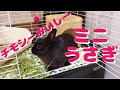 【ミニうさぎ】ただひたすらチモシーをもぐもぐ