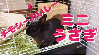 【ミニうさぎ】ただひたすらチモシーをもぐもぐ