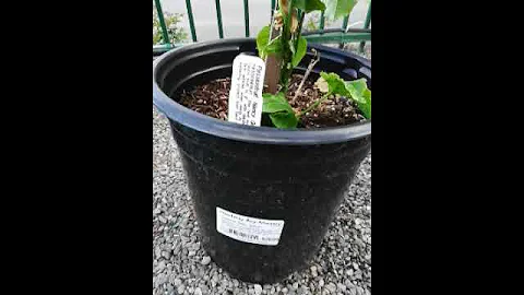 Nancy Garrison Passion fruit vine