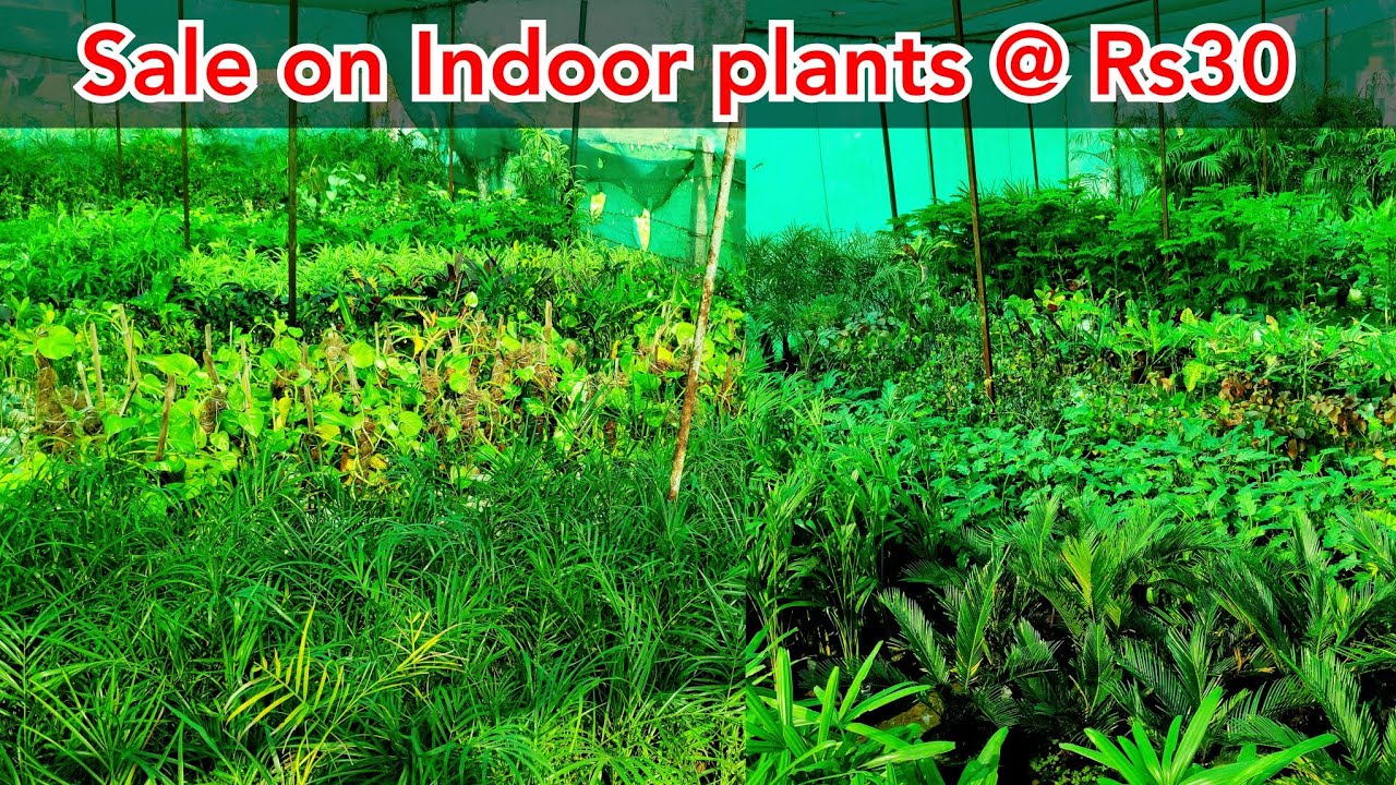 Indoor plants on sale at rs30, garden nursery plants price YouTube