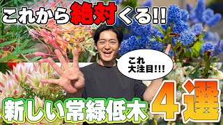 【初心者にもオススメ】新しいお庭には新しい常緑低木を！これから注目されそうな常緑低木をチェック！