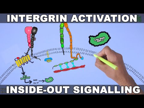 Integrin Activation Signalling | PAR-1 Receptor