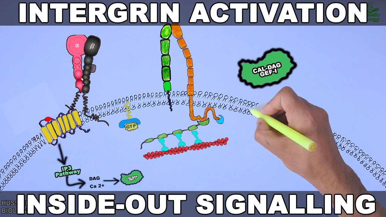 Integrin Activation Signalling | Par-1 Receptor