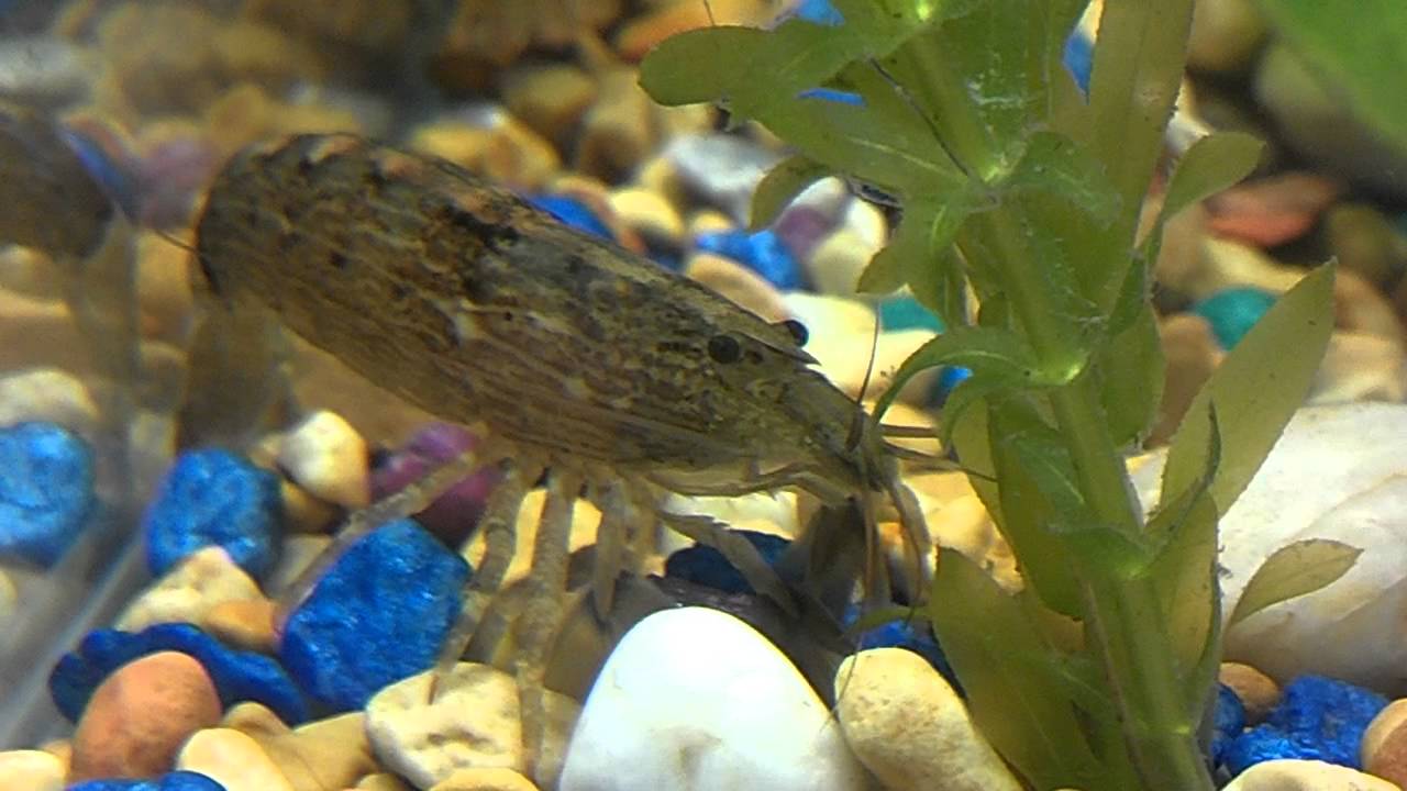 worms argentina Mountain Shrimp Closeup feat. Surprise Guest Vocalist