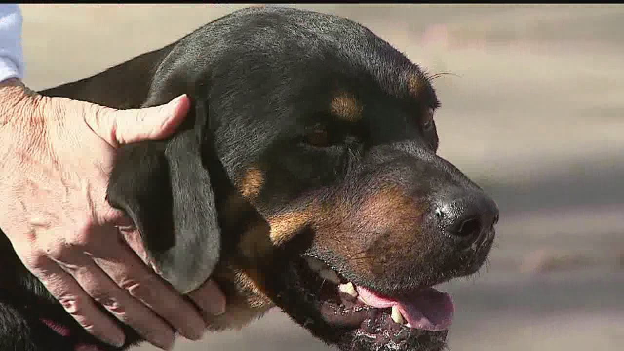 Dog rescued from roof in Youngstown find new home - YouTube