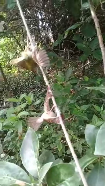 pikat dengan suara cek cek cek... terbukti ampuh... spasang prenjak bawah nempel di pulut...
