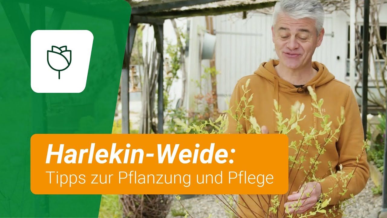 Harlekin-Weide: Tipps zur Pflanzung und Pflege