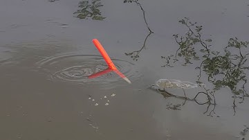 Câu Cá Rô Đồng , Cục Mồi Đầu Tiên Đụng Luôn Con Rô Mề Khủng Kéo Liệt Phao