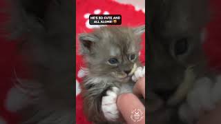 2023 Funny & Cute Cat Videos Compilation | Maine Coons Cats #compilation by SlowBlink Maine Coons 190 views 7 months ago 1 minute, 48 seconds