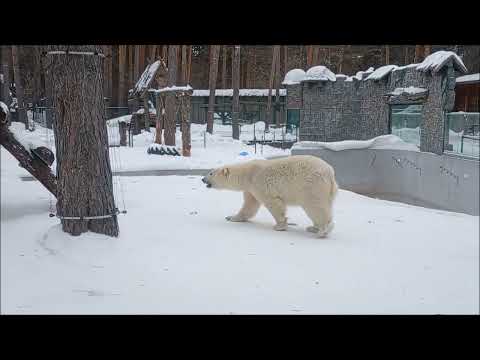 Белка и Стрелка сегодня гуляют отдельно друг от друга 05.03.2026