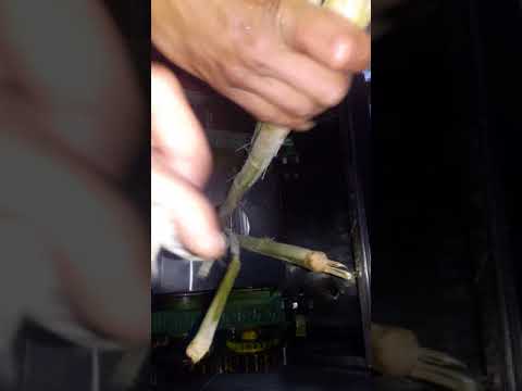 عصارة قصب حديث مقاس 001064518093 30