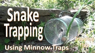 Snake Trapping With Minnow Traps Snake Trapping With Minnow Traps