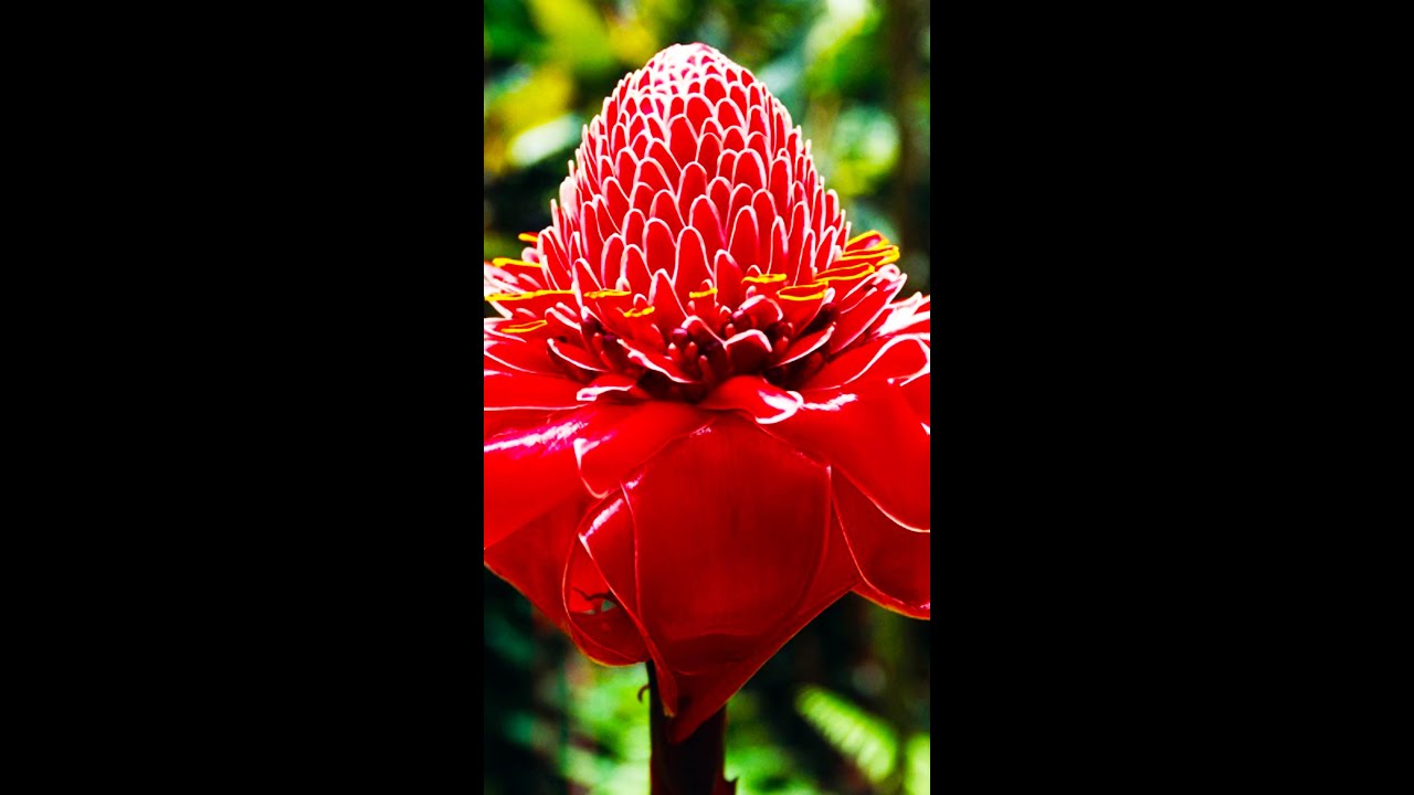 Torch Ginger tropical flowers on Hawaii. I love Hawaiian beautiful plants. They are amazing 