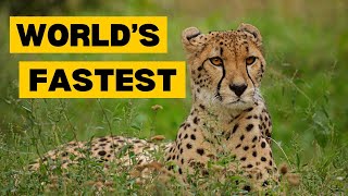 Top 10 FASTEST Animals in the World by Planet of Predators 474 views 1 month ago 3 minutes, 8 seconds