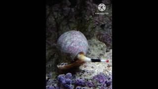 Caracol Conico (Cono Mortal) | Todo lo bello es peligroso