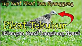 Suara Tekukur Paling Ampuh | MP3 Suara Pikat Tekukur Paling Ampuh @rusdyhunter9471