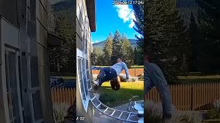 A Bear Attacked A Man. He Jumped Down Out Of Fear