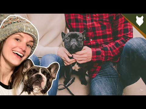 Are French Bulldog Good For First Time Owners