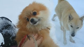 ОПАСНЫЕ СОБАКИ на дороге. Повредила ногу на первой прогулке зимой ОПАСНЫЕ СОБАКИ на дороге. Повредила ногу на первой прогулке зимой