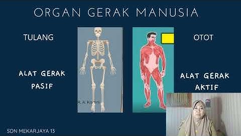 ORGAN GERAK MANUSIA TEMA 1 KELAS 5 SDN Mekarjaya 13
