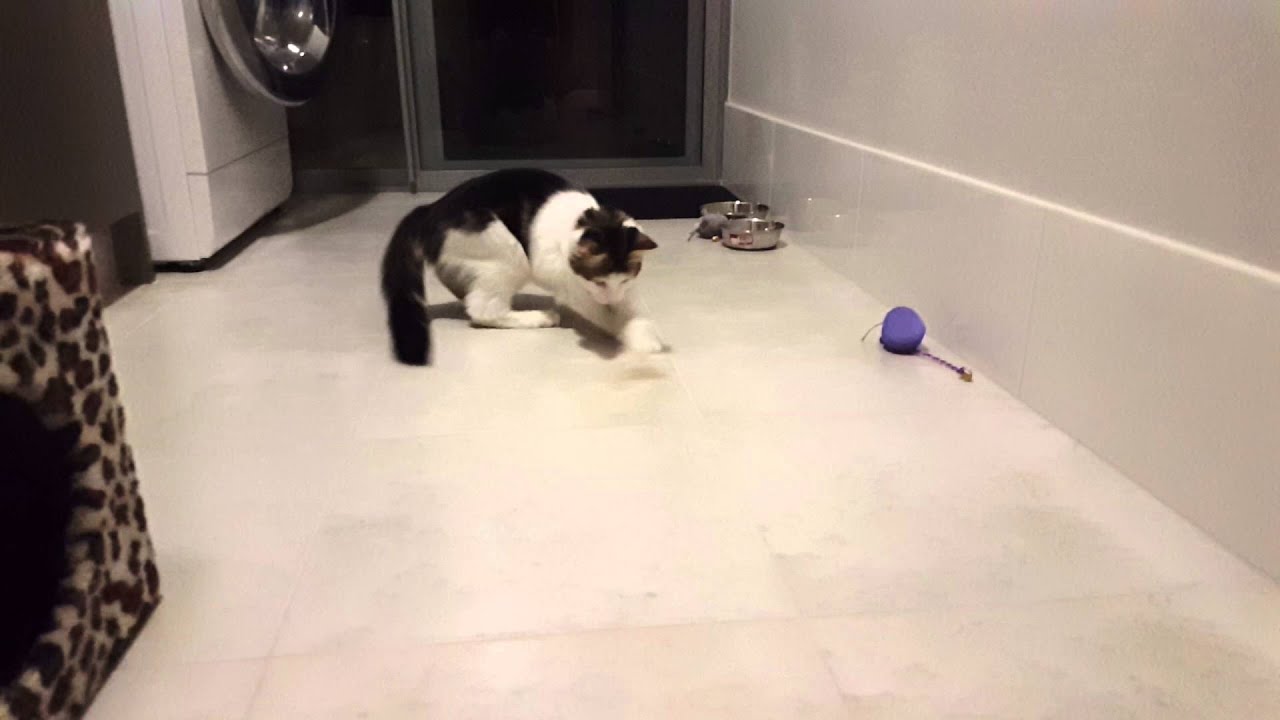 Kitten loves the hair clip YouTube