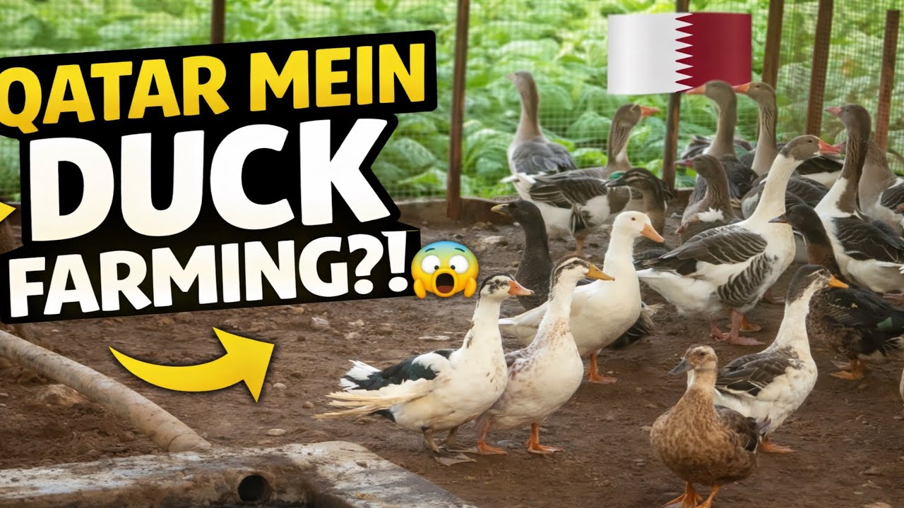 Qatar Mein Ducks 🦆 Farming | Kya Qatar Mein Batakh Palna Possible Hai ...
