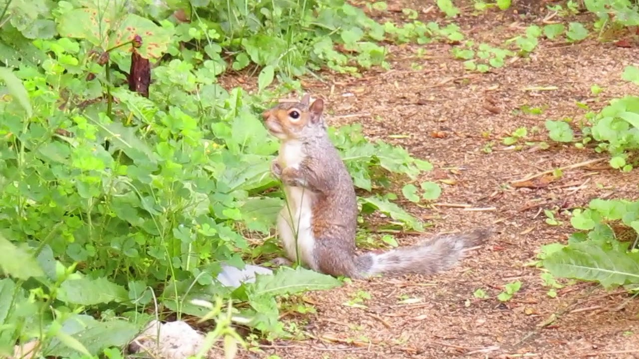nervous squirrel