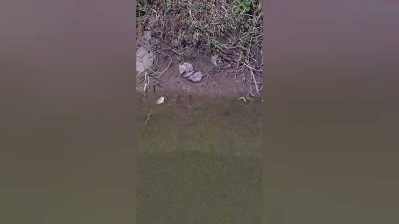 Taste Review at ChefBasket Region 3 Guyana. 