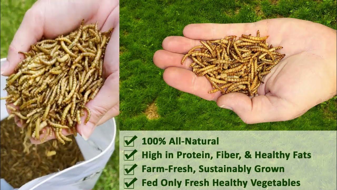 Exotic Nutrition Dried Mealworms YouTube