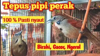 Burung tepus pipi perak birahi gacor ngerol. pancingan burung bahan dari ombyokan.