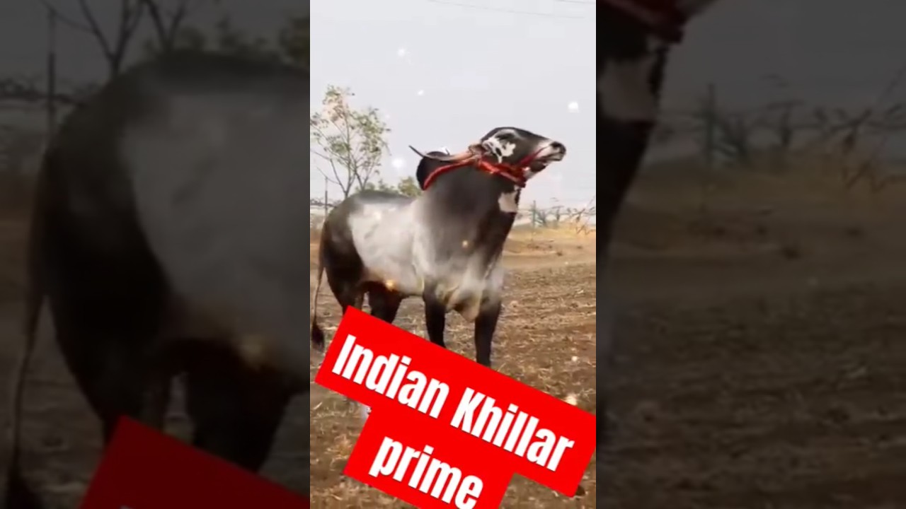 no 1 Khillar breeder Sonya 🙏👌👌🐂🐂 {Indian Khillar prime}