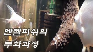 엔젤피쉬의 산란에서 부화까지의 과정