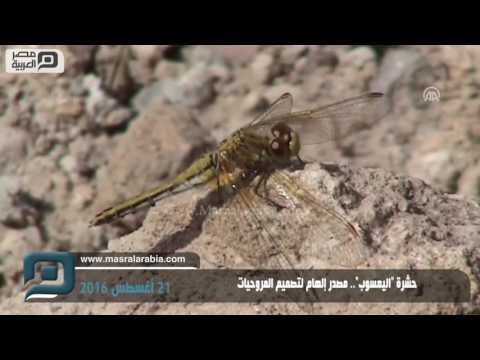 مصر العربية حشرة اليعسوب مصدر إلهام لتصميم المروحيات 