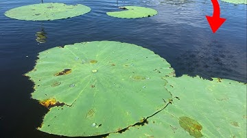 Snakehead Fishing at a LOADED Maryland River!!