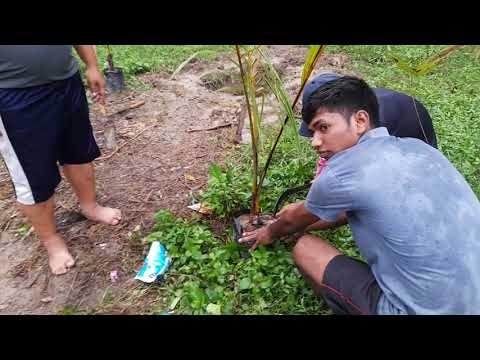 Plantation of COCONUT tree || 10.07.2021