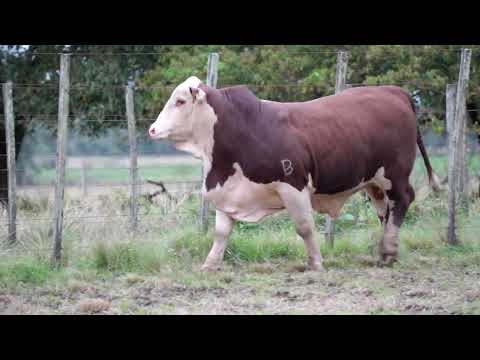 LOTE 25   TAT  N170