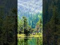 【自然音】鳥のさえずりが響く午後の森 1時間｜作業・休息〜光に包まれるやさしいひととき ― Forest Birds Afternoon for Work/Relax 1h【ASMR】