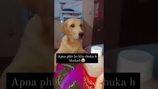 labarador puppy wants to eat sandwich ?|cute jerro| #labrador #shorts