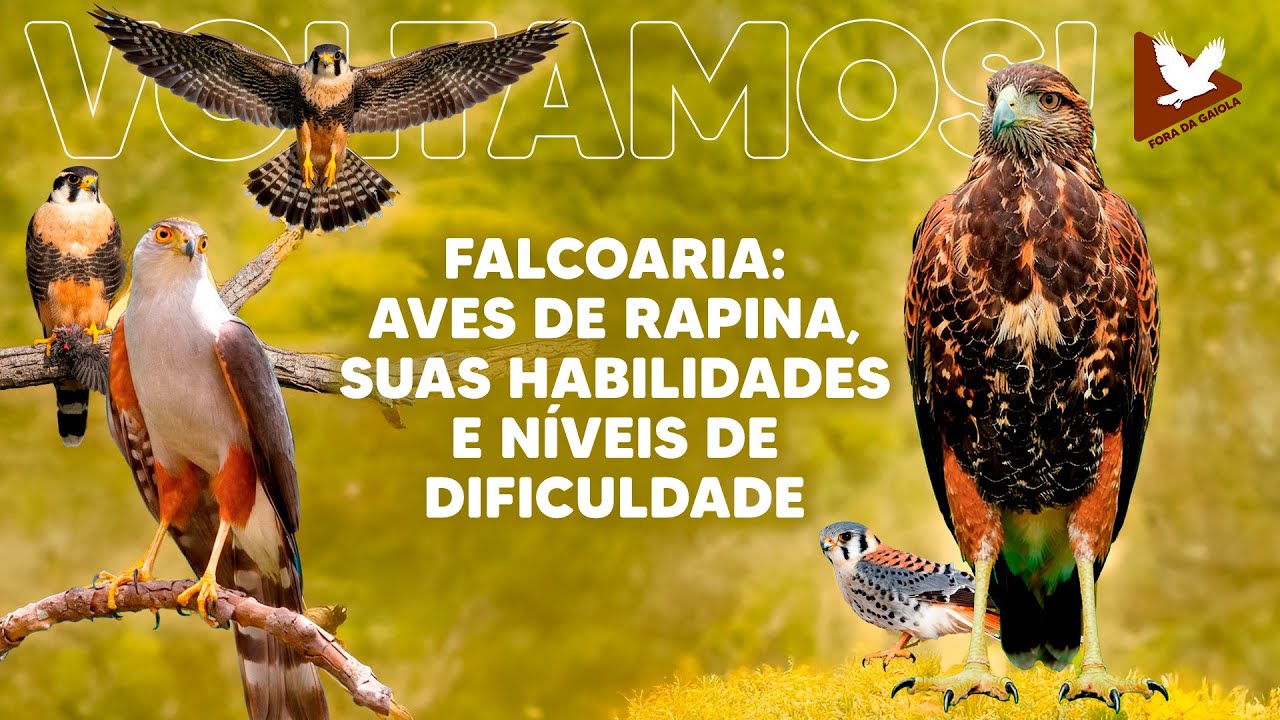 Voltamos! Falcoaria: aves de rapina, suas habilidades e níveis de dificuldade