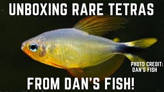 UNBOXING RARE TETRAS FROM DAN'S FISH! + (HOW I ACCLIMATE FISH)