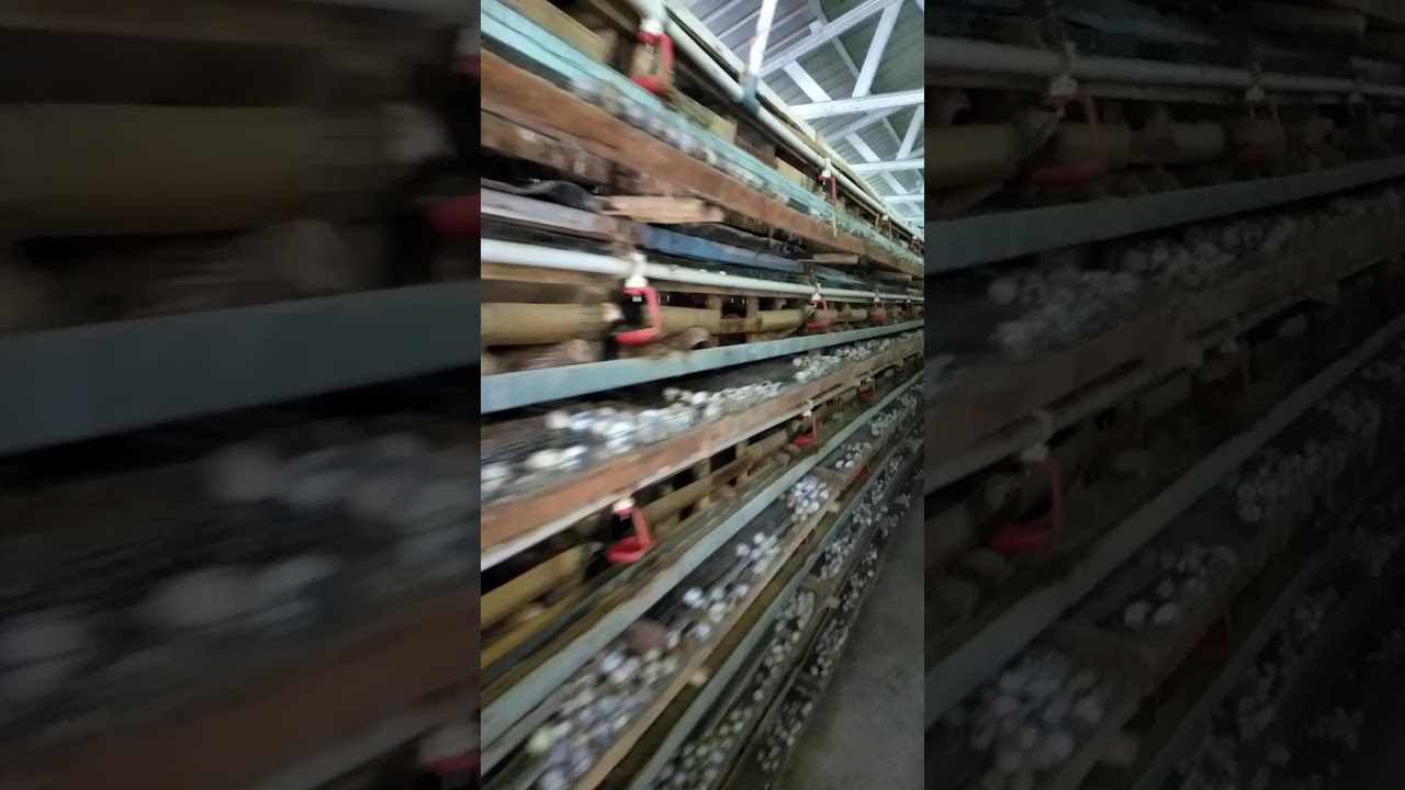 Ternak puyuh chaenell 