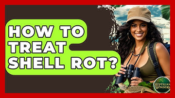 How To Treat Shell Rot? - Reptilian Wonders