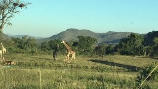 Kruger Park Waterhole